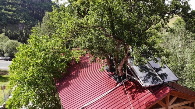 Ağaç sevgisi görenleri şaşkına çeviriyor 5