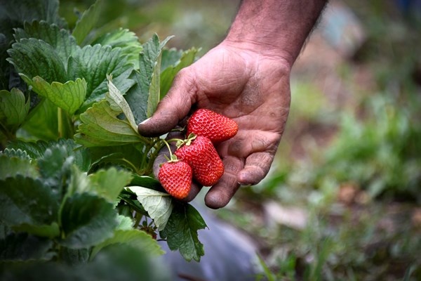 Gümüşhane'de Bu çilekler çok farklı! Türkü dinleterek üretiyor... 2