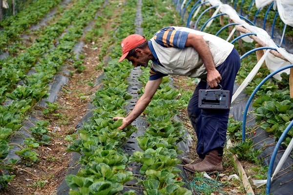 Gümüşhane'de Bu çilekler çok farklı! Türkü dinleterek üretiyor... 8