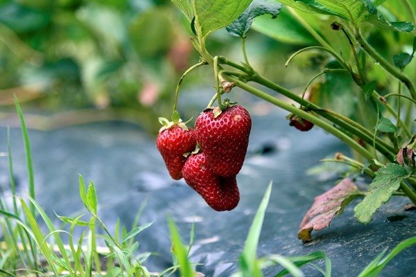 Gümüşhane'de Bu çilekler çok farklı! Türkü dinleterek üretiyor... 3