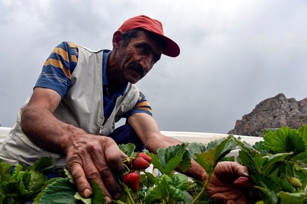 Gümüşhane'de Bu çilekler çok farklı! Türkü dinleterek üretiyor... 6