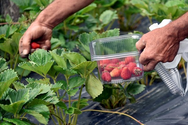 Gümüşhane'de Bu çilekler çok farklı! Türkü dinleterek üretiyor... 5