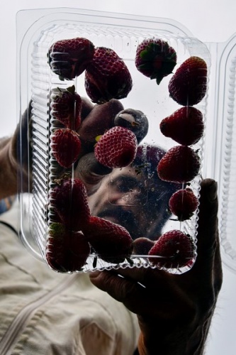 Gümüşhane'de Bu çilekler çok farklı! Türkü dinleterek üretiyor... 9