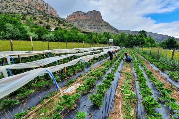 Gümüşhane'de Bu çilekler çok farklı! Türkü dinleterek üretiyor... 10
