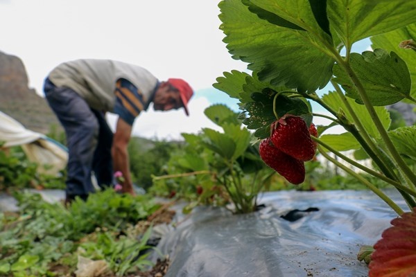 Gümüşhane'de Bu çilekler çok farklı! Türkü dinleterek üretiyor... 11