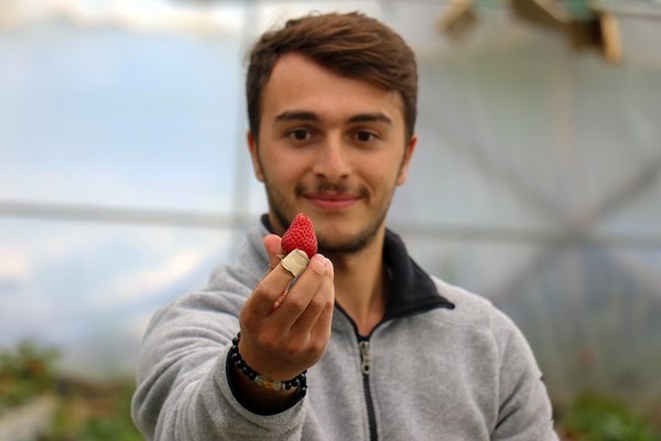 Gümüşhane'de Bu çilekler çok farklı! Türkü dinleterek üretiyor... 14