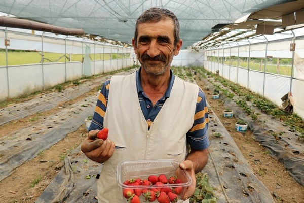 Gümüşhane'de Bu çilekler çok farklı! Türkü dinleterek üretiyor... 12