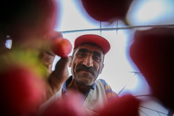 Gümüşhane'de Bu çilekler çok farklı! Türkü dinleterek üretiyor... 15