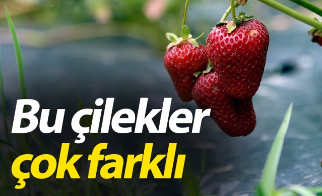 Gümüşhane'de Bu çilekler çok farklı! Türkü dinleterek üretiyor... 1