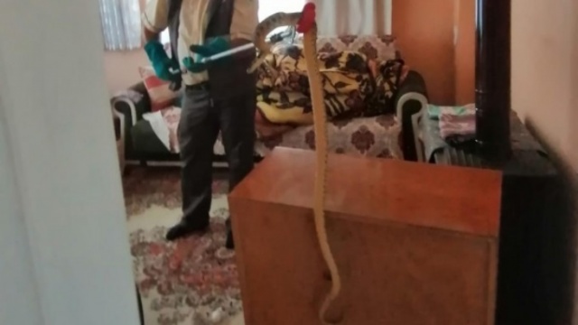 Eve 2 metre boyunda yılan girdi 6