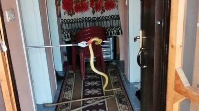 Eve 2 metre boyunda yılan girdi 3