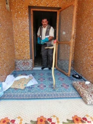 Eve 2 metre boyunda yılan girdi 2