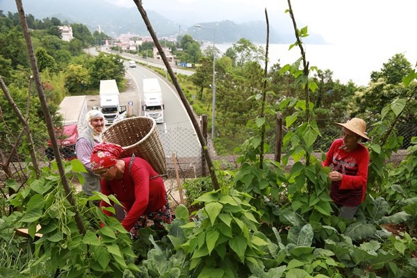 Altı tünel üstü tarla! Görenleri şaşırtıyor 11