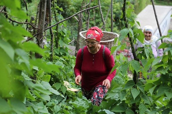 Altı tünel üstü tarla! Görenleri şaşırtıyor 15