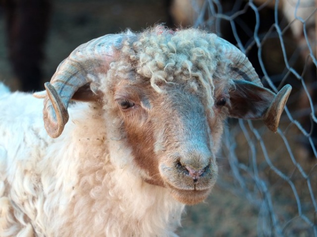 Trabzon'da kurban pazarında yoğunluk 2