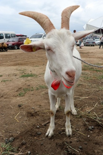 Trabzon'da kurban pazarında yoğunluk 8