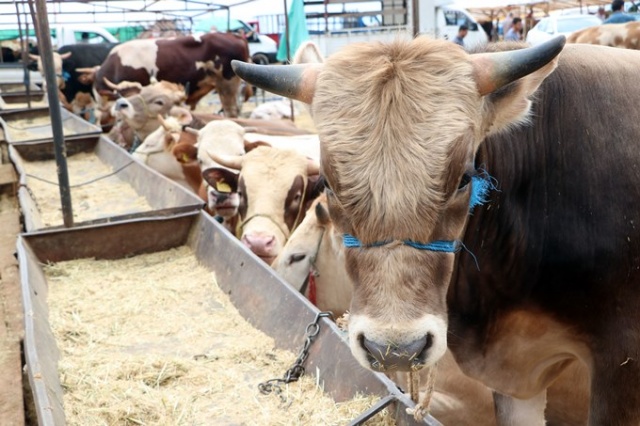 Trabzon'da kurban pazarında yoğunluk 9