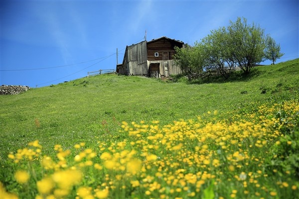 Rize'nin petran yaylası rengarenk 3