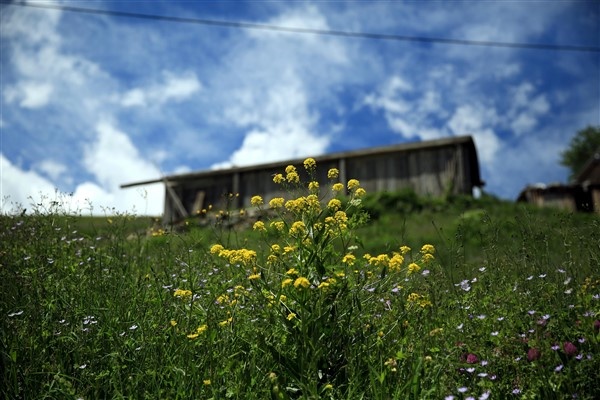 Rize'nin petran yaylası rengarenk 4
