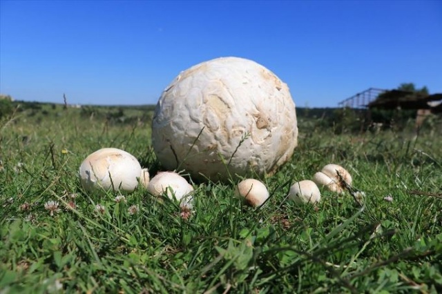 Futbol topu sandığı şey bakın ne çıktı? 3