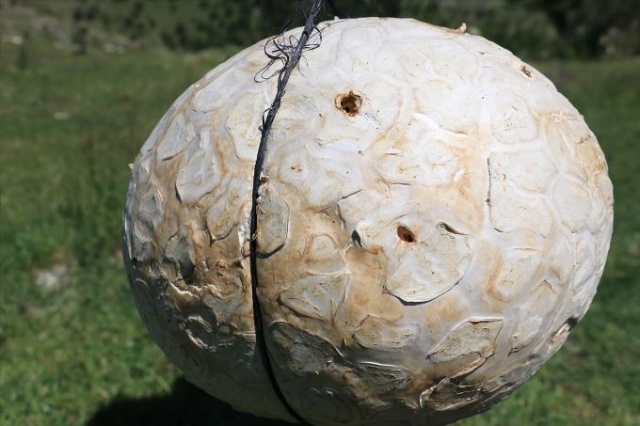 Futbol topu sandığı şey bakın ne çıktı? 7