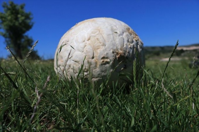 Futbol topu sandığı şey bakın ne çıktı? 9