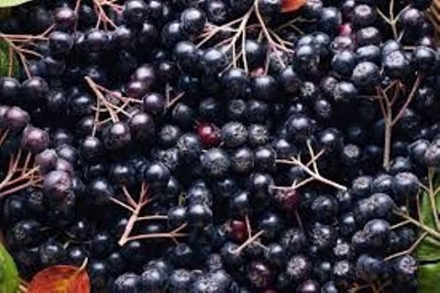 Trabzon'da bir şifa deposu: Aronya 2