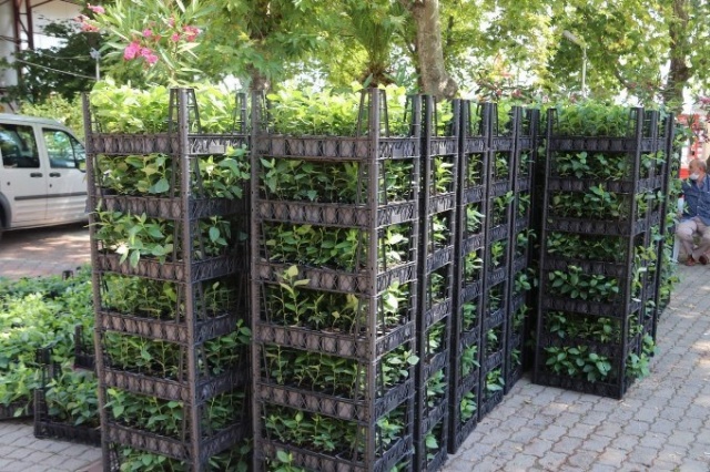 Trabzon'da bir şifa deposu: Aronya 5