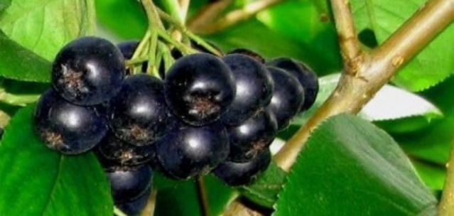 Trabzon'da bir şifa deposu: Aronya 6