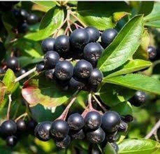 Trabzon'da bir şifa deposu: Aronya 4