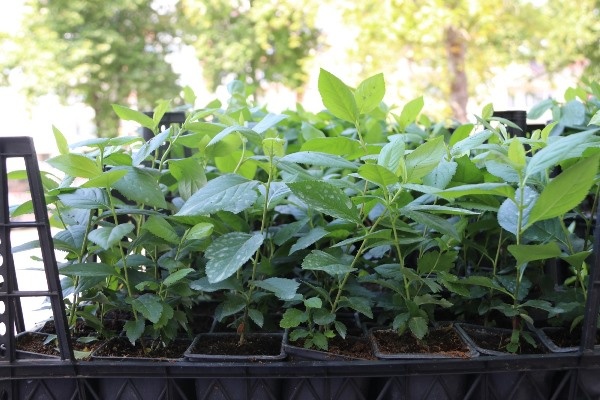 Trabzon'da bir şifa deposu: Aronya 7