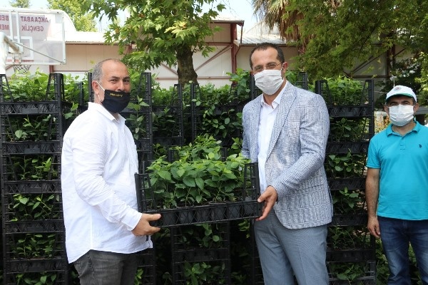 Trabzon'da bir şifa deposu: Aronya 10