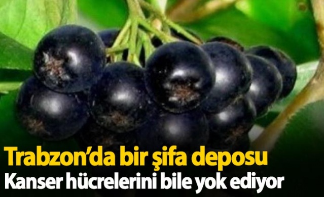 Trabzon'da bir şifa deposu: Aronya 1