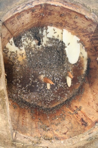 Rize'de karakovan bal üretimi geleneği sürüyor 3