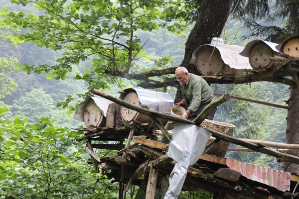 Rize'de karakovan bal üretimi geleneği sürüyor 5
