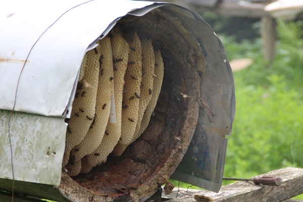Rize'de karakovan bal üretimi geleneği sürüyor 2
