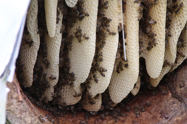 Rize'de karakovan bal üretimi geleneği sürüyor 13