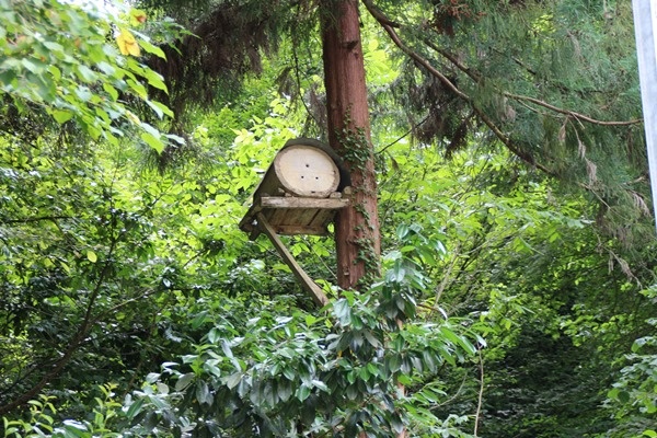 Rize'de karakovan bal üretimi geleneği sürüyor 14