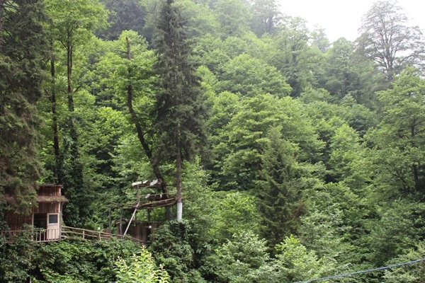 Rize'de karakovan bal üretimi geleneği sürüyor 11