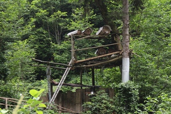 Rize'de karakovan bal üretimi geleneği sürüyor 12