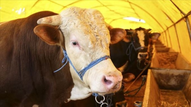 Bilim Kurulu Üyesi Özlü uyardı: Kurban etinde bulaş riski olabilir 4