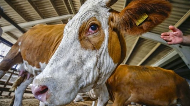 Bilim Kurulu Üyesi Özlü uyardı: Kurban etinde bulaş riski olabilir 3