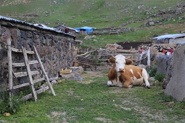 Karadeniz'de yaylacılık geleneği yaşatılıyor 14
