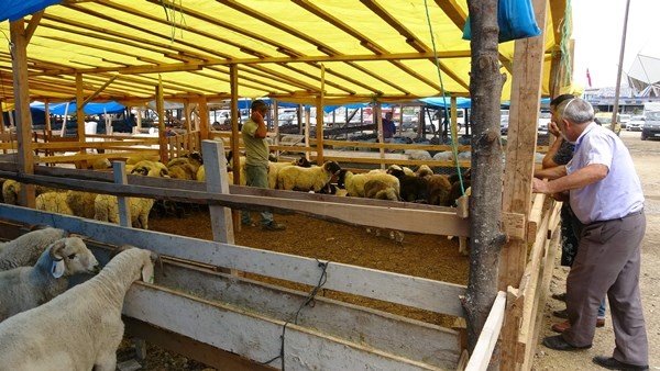 Trabzon'da kurban pazarının gözdesi! Tam Bir Ton100 Kilo 8