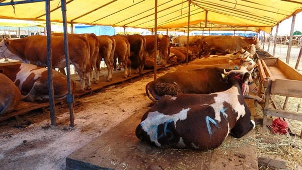 Trabzon'da kurban pazarının gözdesi! Tam Bir Ton100 Kilo 6