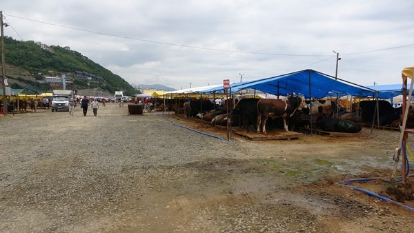 Trabzon'da kurban pazarının gözdesi! Tam Bir Ton100 Kilo 7