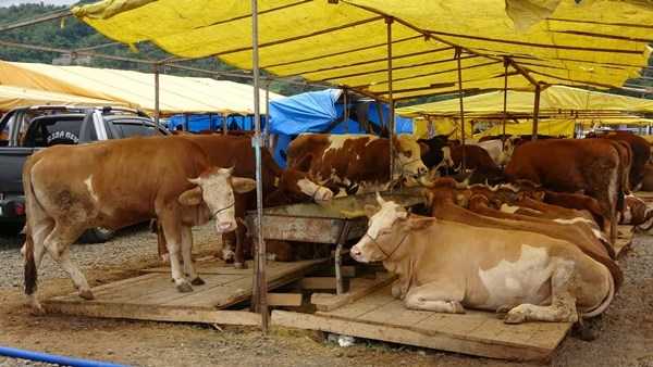 Trabzon'da kurban pazarının gözdesi! Tam Bir Ton100 Kilo 4