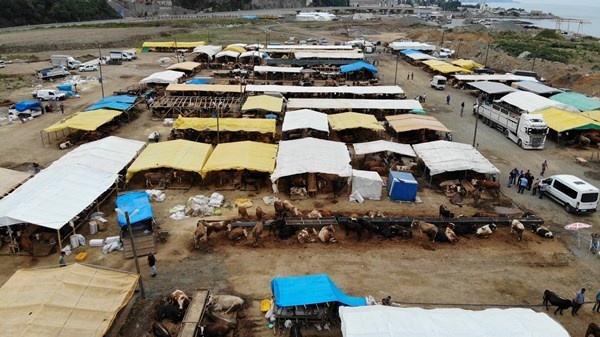 Trabzon'da kurban pazarının gözdesi! Tam Bir Ton100 Kilo 13