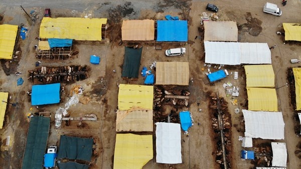 Trabzon'da kurban pazarının gözdesi! Tam Bir Ton100 Kilo 12