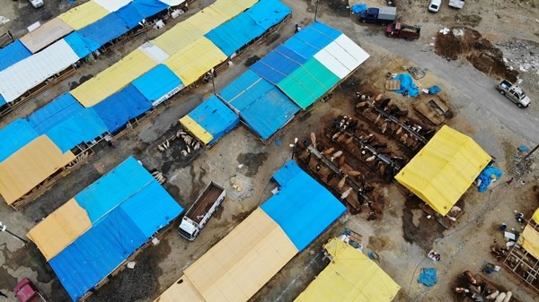 Trabzon'da kurban pazarının gözdesi! Tam Bir Ton100 Kilo 5